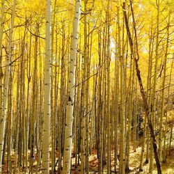 Bamboo trees in forest during autumn