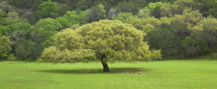 Trees in park