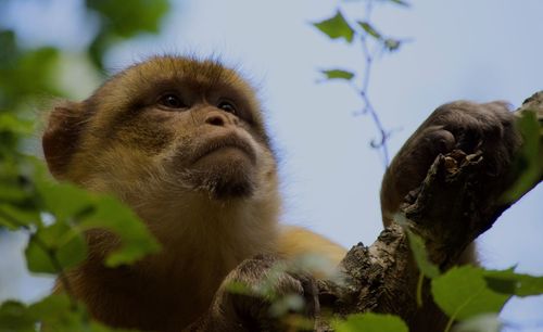 Low angle view of monkey looking away against sky