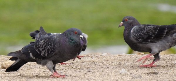Close-up of birds
