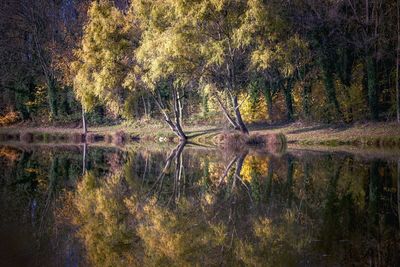 Reflection of tree in lake