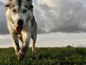 Portrait of a dog on field