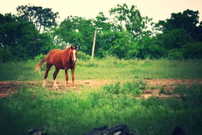 Horse on field