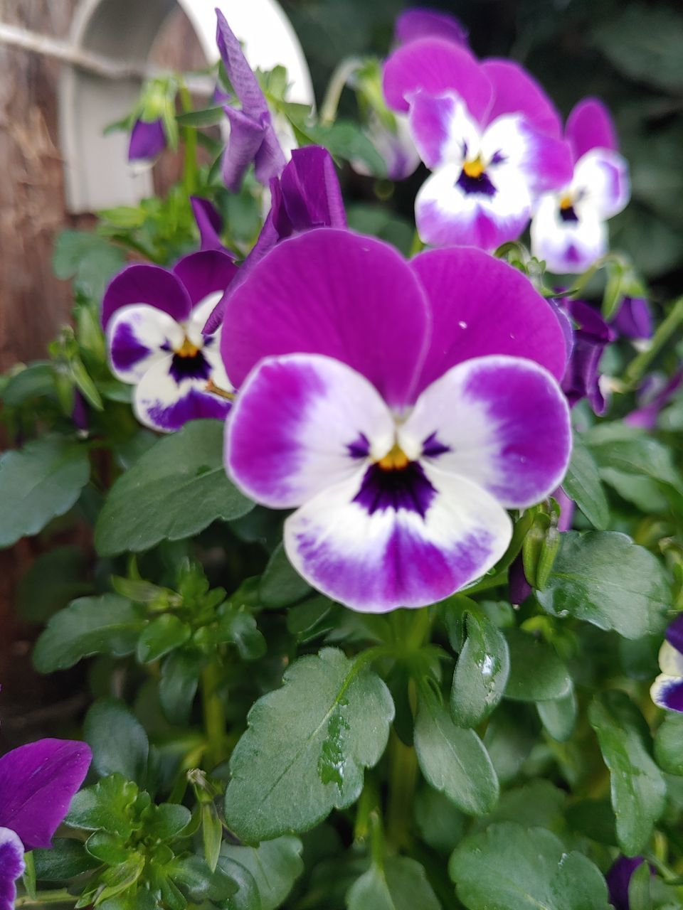 flower, flowering plant, plant, petal, beauty in nature, freshness, vulnerability, fragility, close-up, purple, flower head, inflorescence, growth, no people, nature, day, plant part, focus on foreground, leaf, pansy, outdoors