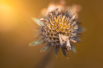 Close-up of wilted plant