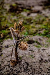 Close-up of wilted plant on field