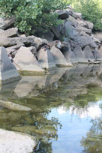 Reflection of tree in water