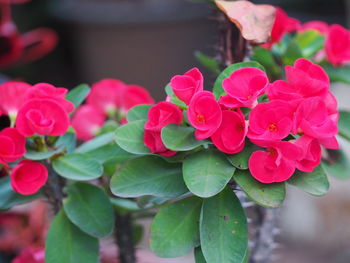 Close-up of pink flowers blooming outdoors