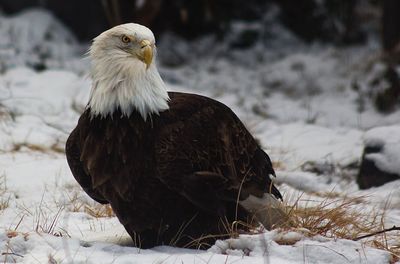 Close-up of eagle on snow during winter