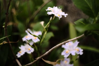 Close-up of white flowers