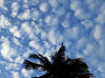 Low angle view of palm tree against sky