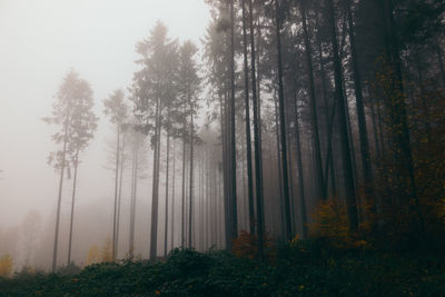 Trees in forest against sky during winter