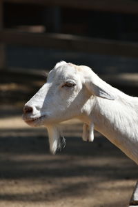 Close-up of goat on field