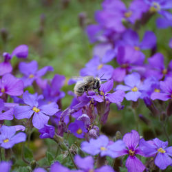 Close-up of bee pollinating on purple flowers