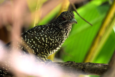 Close-up of bird perching on leaf