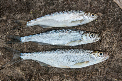 Directly above shot of fish