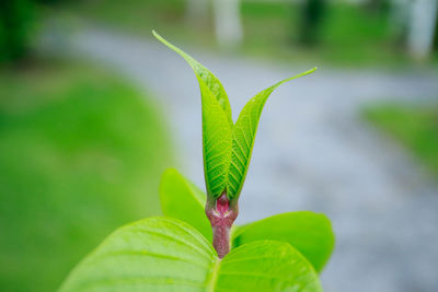 Close-up of green leaf