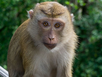 Portrait of monkey