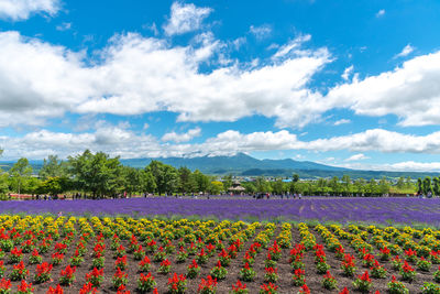 Scenic view of multi colored flowers on field against sky