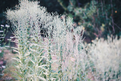 Close-up of plant growing on field