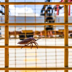 Close-up of insect perching on window