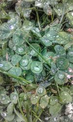 Close-up of water drops on plants