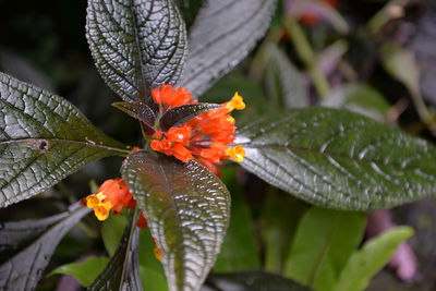 Close-up of insect on plant during autumn
