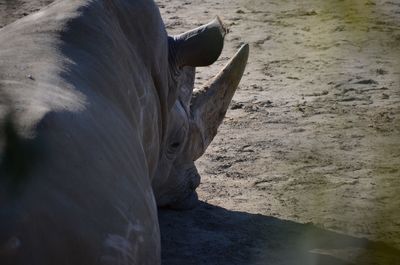 Close-up of giraffe