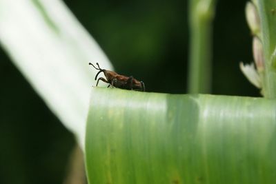 Close-up of insect on leaf