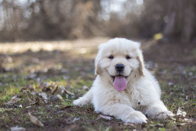 Close-up portrait of dog on field