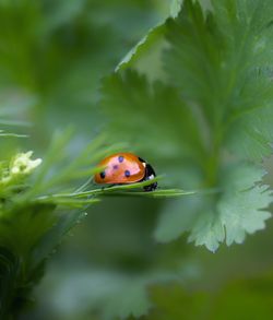 Close-up of ladybug on plant