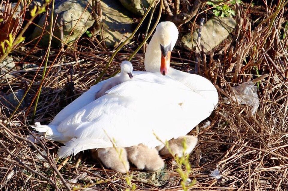 bird, white color, animal themes, grass, field, wildlife, animals in the wild, one animal, feather, high angle view, nature, white, swan, day, outdoors, close-up, no people, dry, full length, fragility