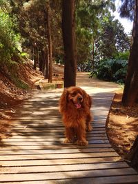 Dog standing on boardwalk amidst trees in forest