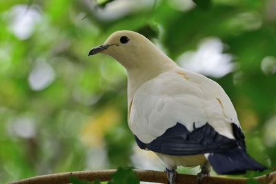 Pied imperial pigeon 