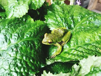 Close-up of frog on plant