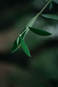 Close-up of green leaves