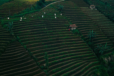 High angle view of beautiful agricultural field