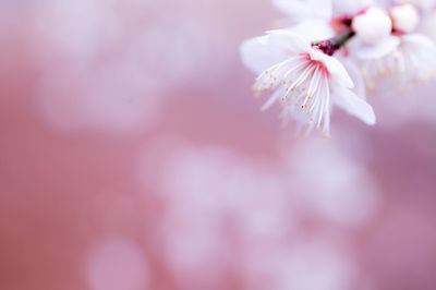 Close-up of pink flowers