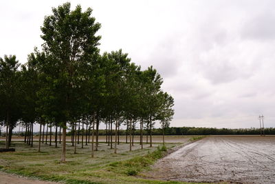 Trees on field against sky