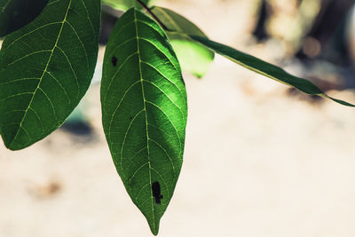 Close-up of green leaves