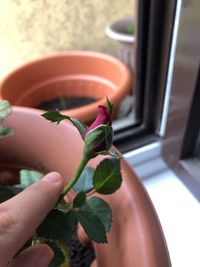 Close-up of hand holding small plant