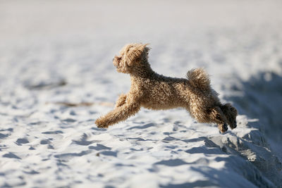 Dog in snow