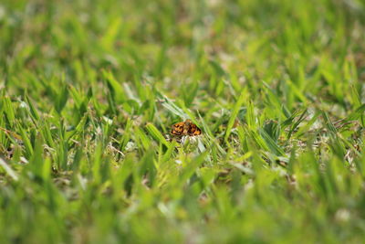 Close-up of insect on grass