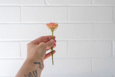 Close-up of hand holding pink flower against wall