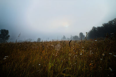 Scenic view of field against sky