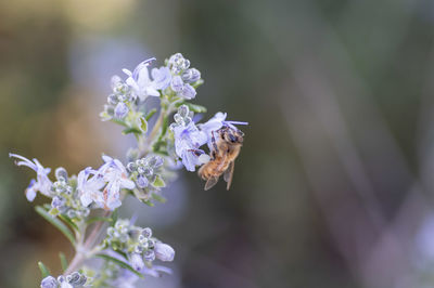 Close-up of bee pollinating on purple flower