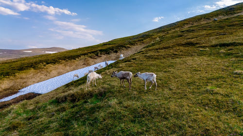 Sheep grazing on field against sky