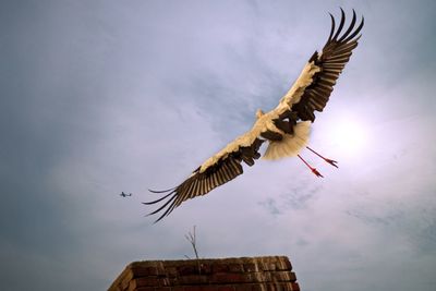 Low angle view of eagle flying in sky