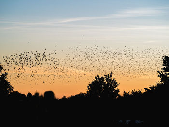 Silhouette birds flying against sky during sunset