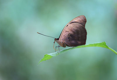 Close-up of butterfly on leaf